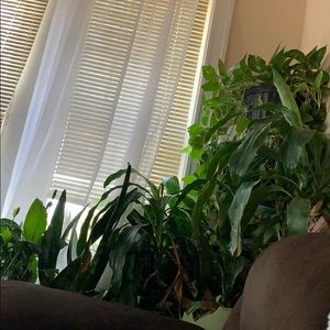 Meet your Posher, Gilbert